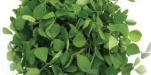 Fresh Fenugreek Leaves