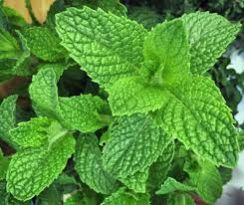 Fresh Mint Leaves