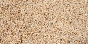 Raw Sesame Seeds