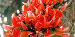 Dried Butea Monosperma Flowers