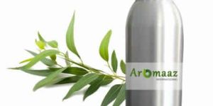 Eucalyptus Globulus Oil