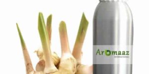 Galangal Oil
