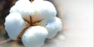 White Raw Cotton