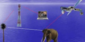 GPS AND GSM Radio Collars