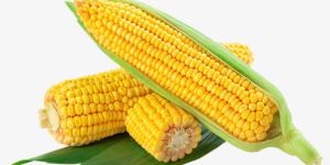 Yellow Sweet Corn
