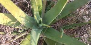 Aloe Vera