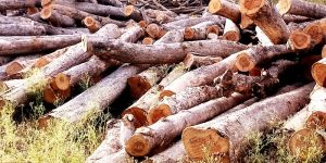 Wood Logs