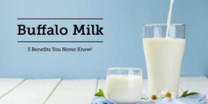 Buffalo Milk