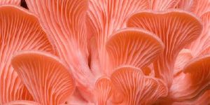 Red Dry Oyster Mushroom