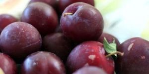 Fresh Plum