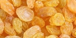 Fresh Golden Raisin