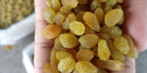 Golden Yellow Raisins