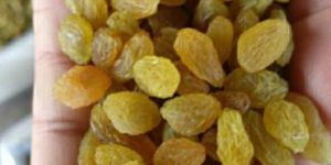 Organic Golden Raisin