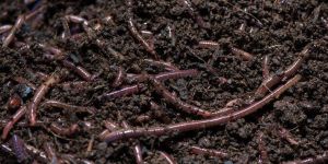 Organic Compost