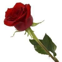 Dutch Roses