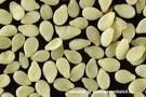 White Sesame Seeds
