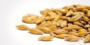 Barley