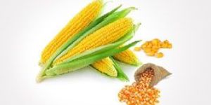 Corn