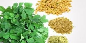 Fenugreek