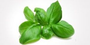 Holy Basil