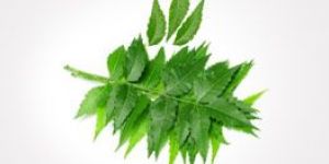 NEEM PLANTS