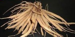 Asparagus Racemosus Roots