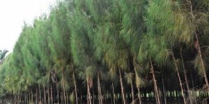 Casuarina Wood