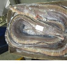 Frozen Eel Fish