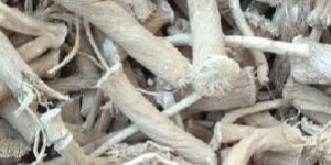 Dried Punarnava Root
