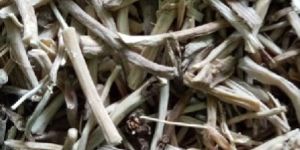 Dried Shatavari Root