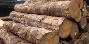 Radiata Pine Logs