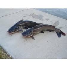 Frozen Catfish