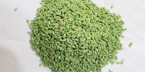 Surbhi Lehriya Sonf Green