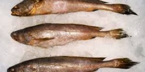 Big Mouth Croaker Fish