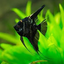 Marble Angel Fish