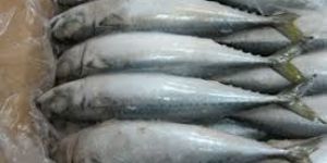 Frozen Mackerel Fish