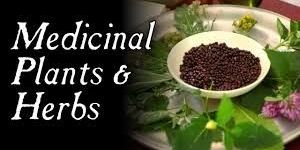 Herbal Medicine