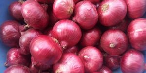 Fresh Red Onion