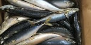 Frozen Mackerel