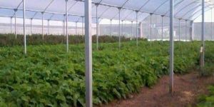 Net House with Cable Purlin