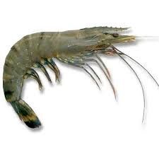 Black Tiger Prawn