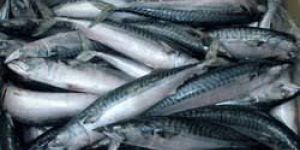 Frozen Horse Mackerel