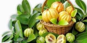 Garcinia Cambogia
