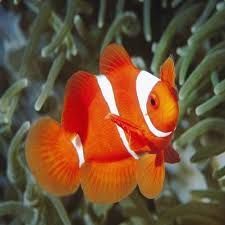 Ornamental Fish