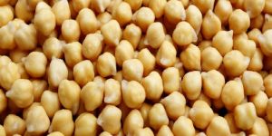 Chickpea Seeds