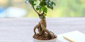 Ficus Bonsai