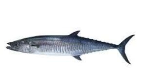 Mackerel Fish