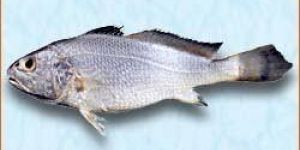 Silver Croaker Fish