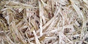 Sugarcane Bagasse