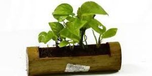 Bamboo Planter